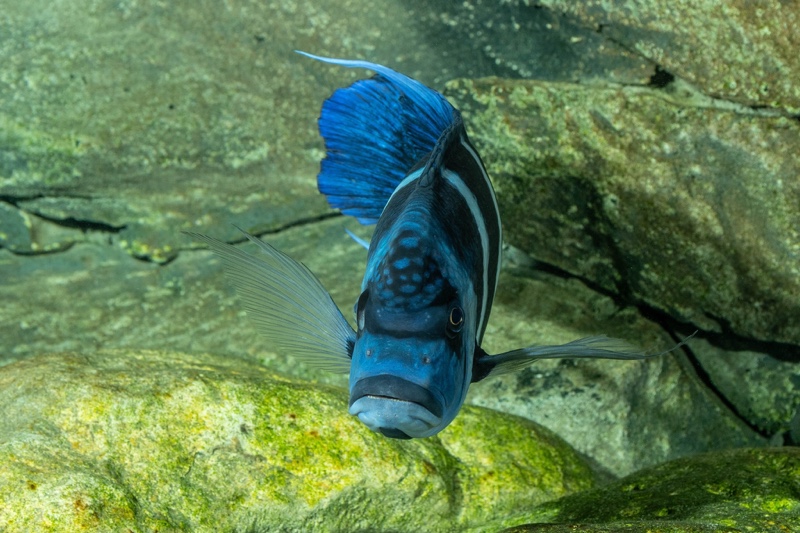 Cyphotilapia gibberosa 'Mtoto' (Moba)